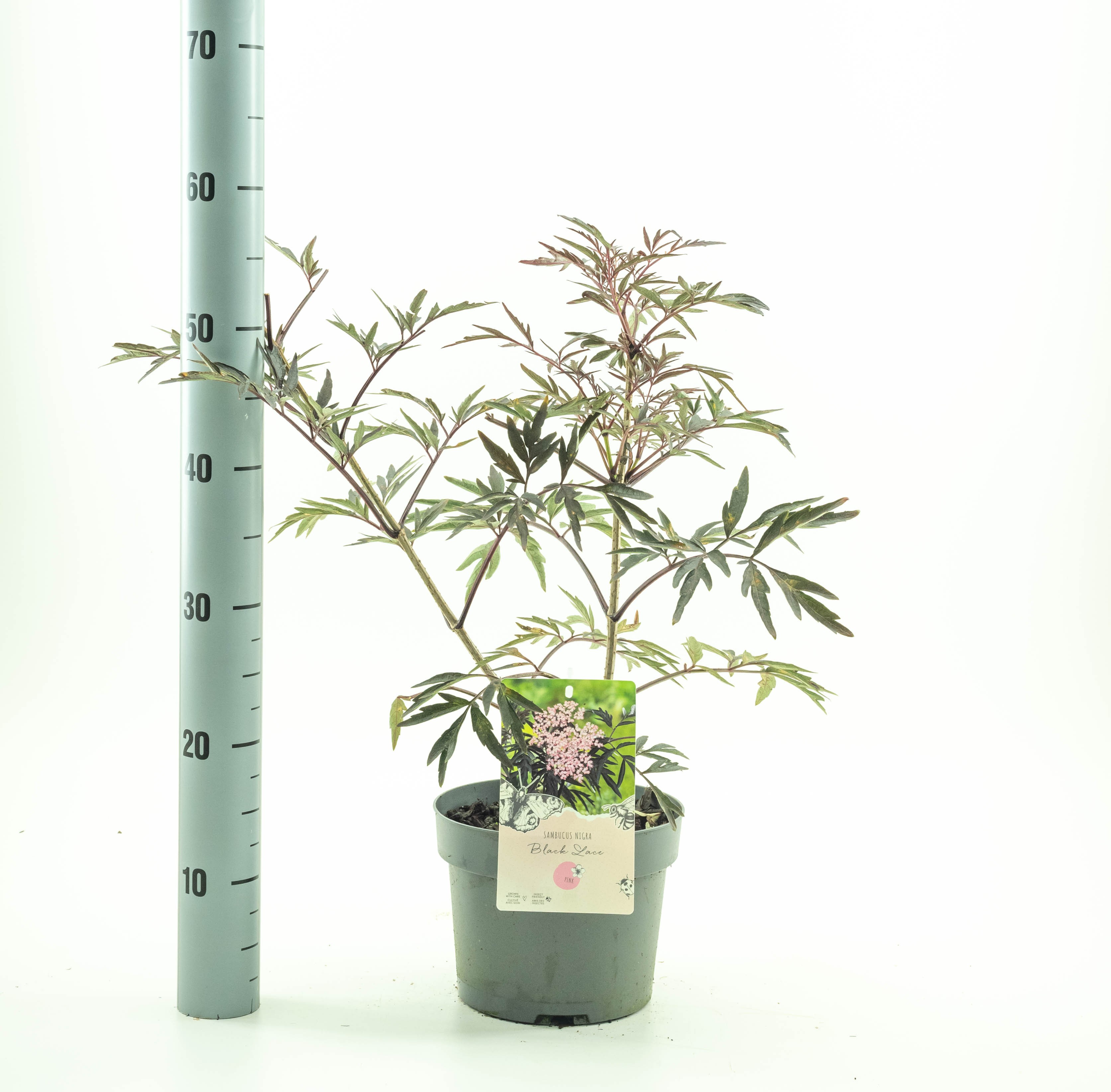 Picture of Sambucus nigr. Black Lace P19 (3 Ltr) (LOOSE)