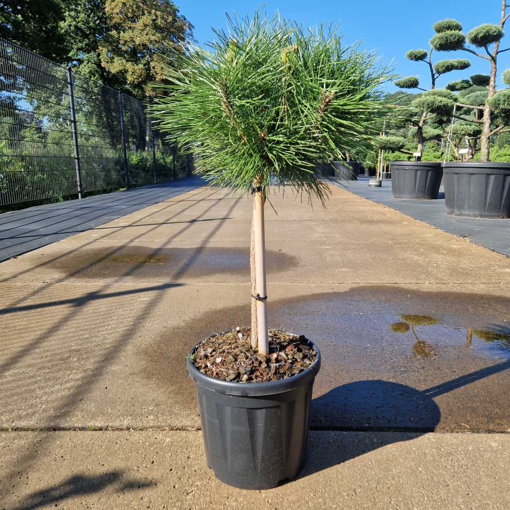 Picture of Pinus nigra Brepo C8 30/STD-25-30-HEAD