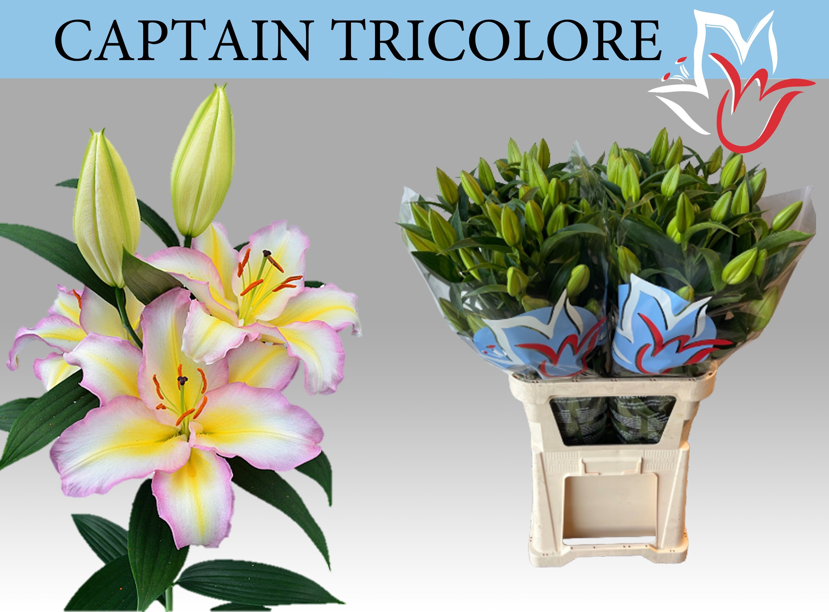 Li Or Capt Tricolore