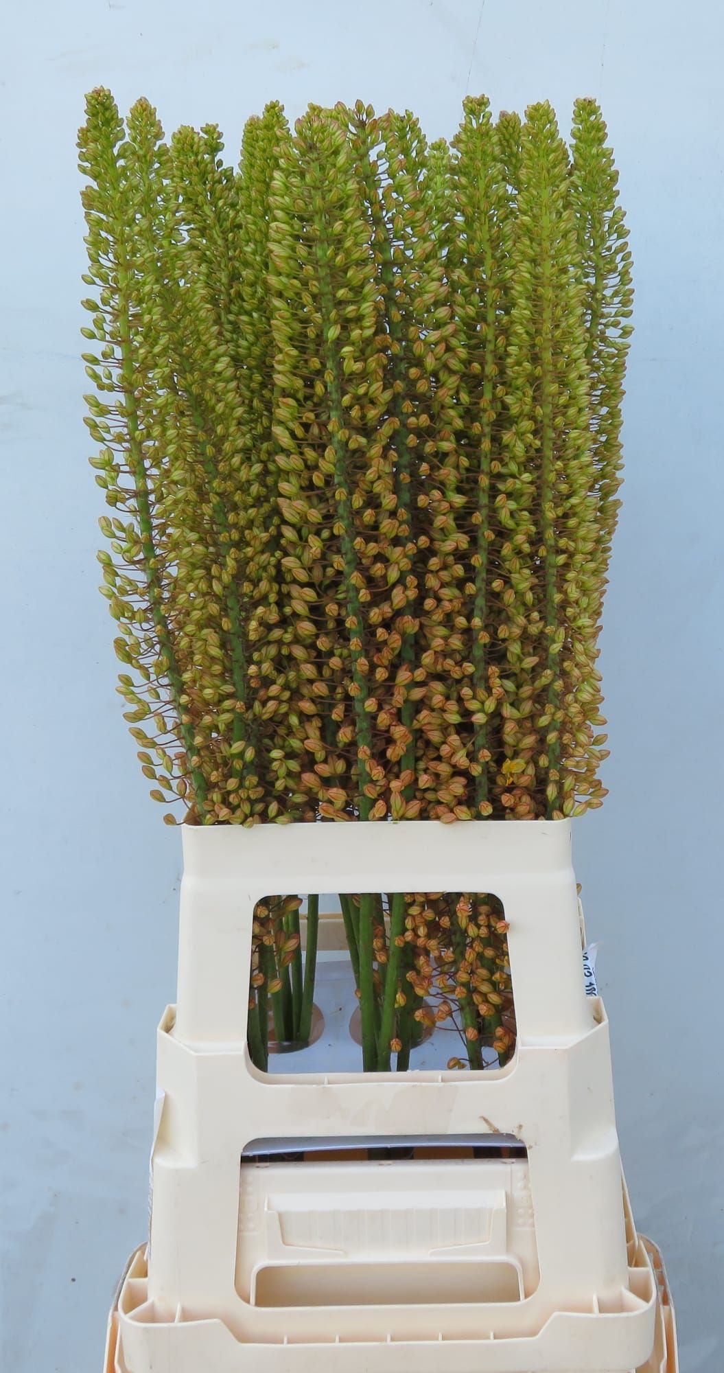 Eremurus Emmy Ro
