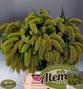 Setaria Italica