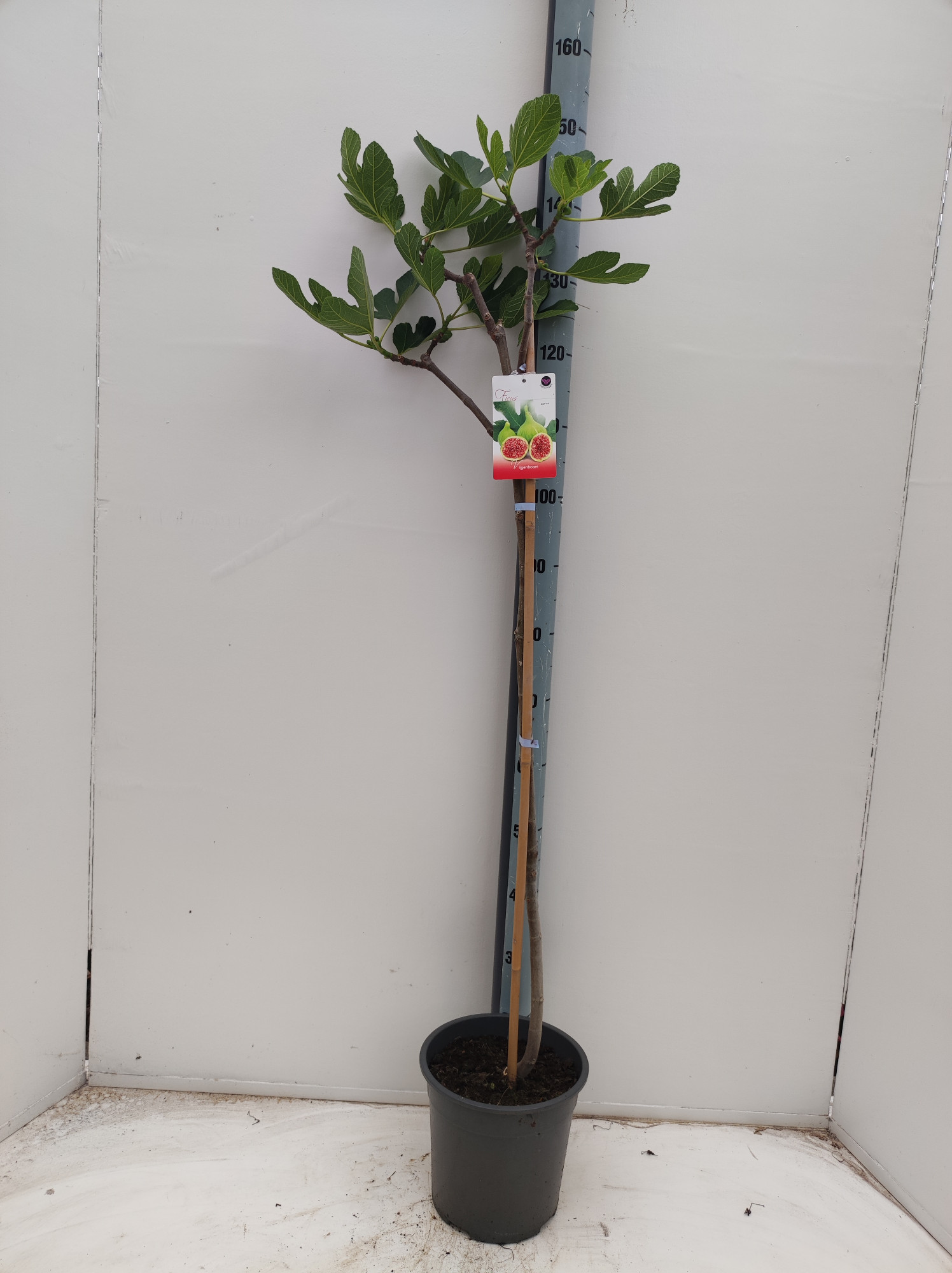 Picture of Ficus carica P24 (6 Ltr) 130CM (LOOSE)