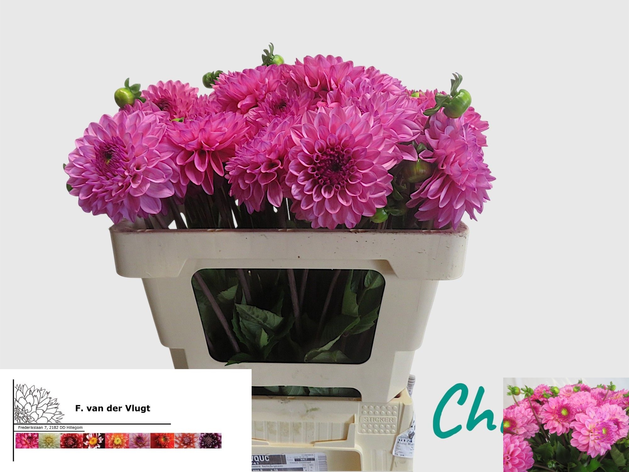 Dahlia Chicago 50cm