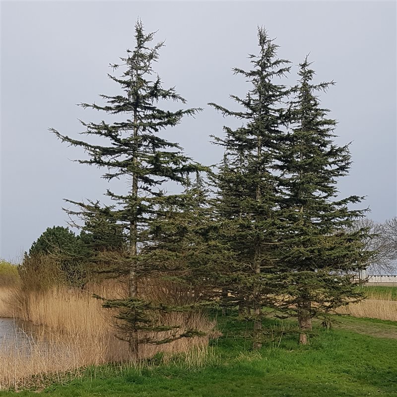 Picture of Cedrus libani