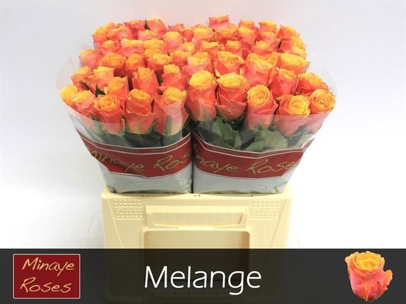 Rosa Melange 40cm