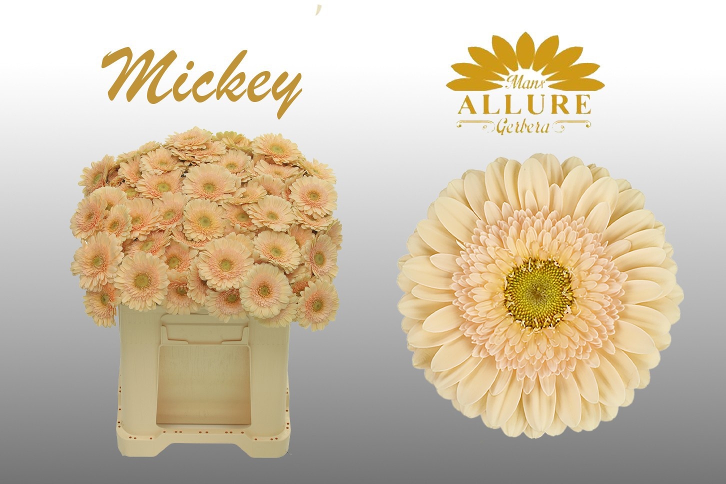 Gerbera Mini Mickey