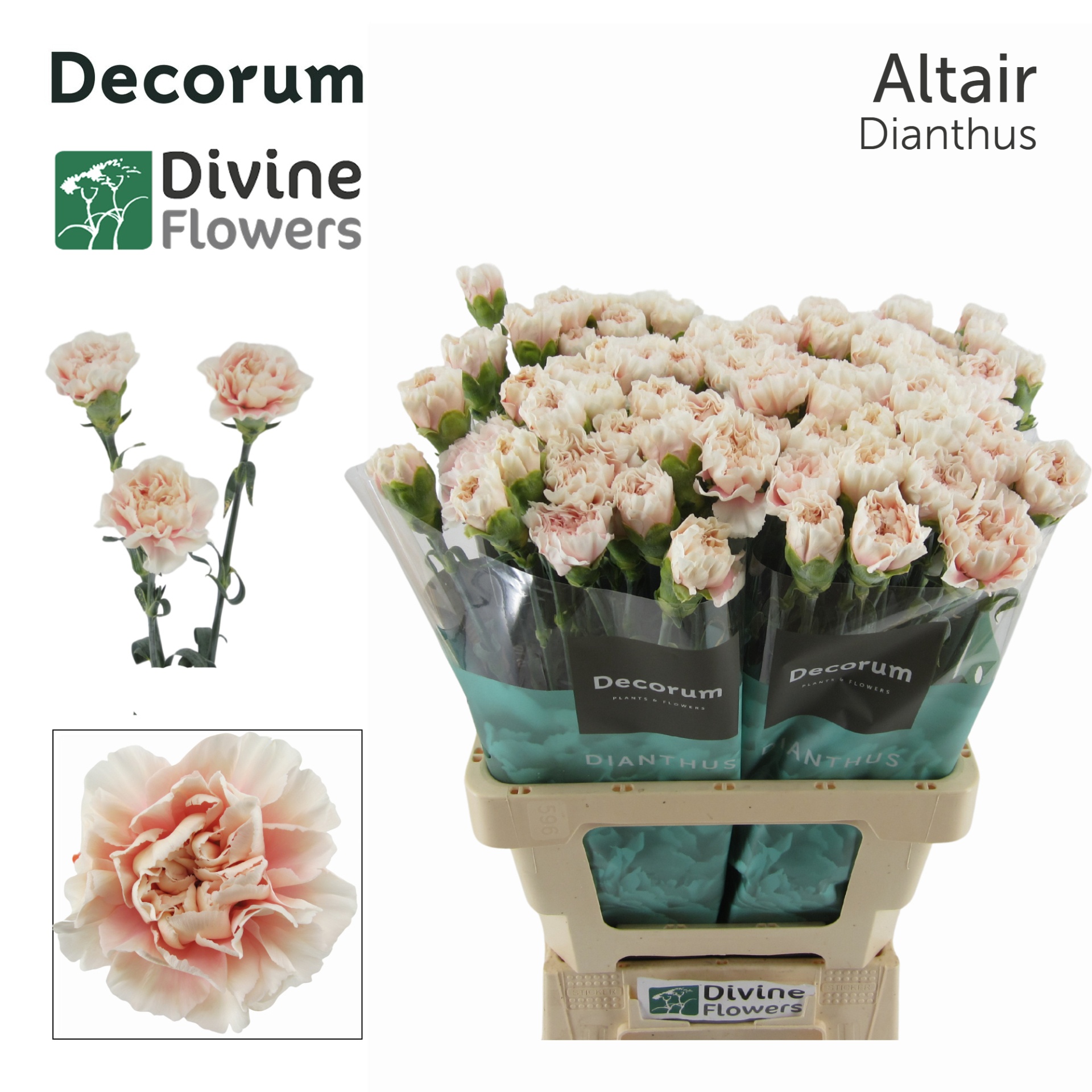 Di St Altair