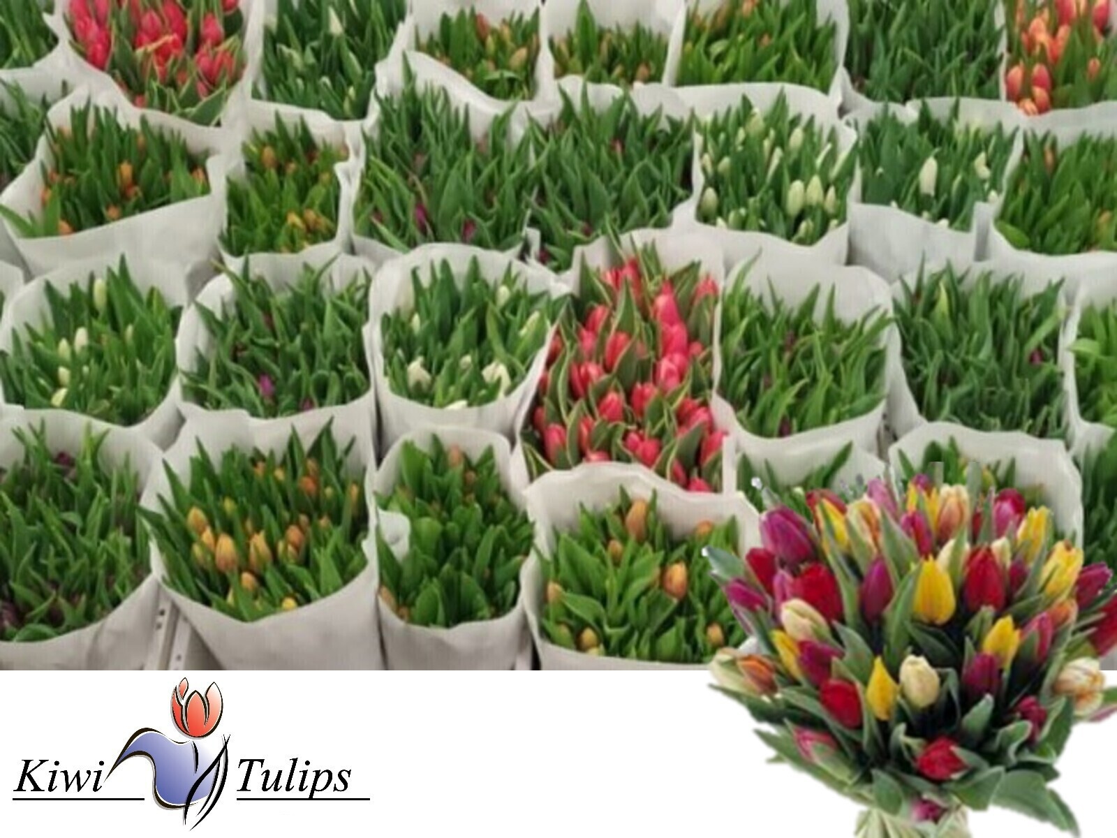 Tulipa Ov 32cm 21gram