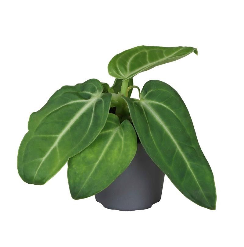 Anthurium (Andreanum) Fantasy Love Improved Villenaorum | Gardenline