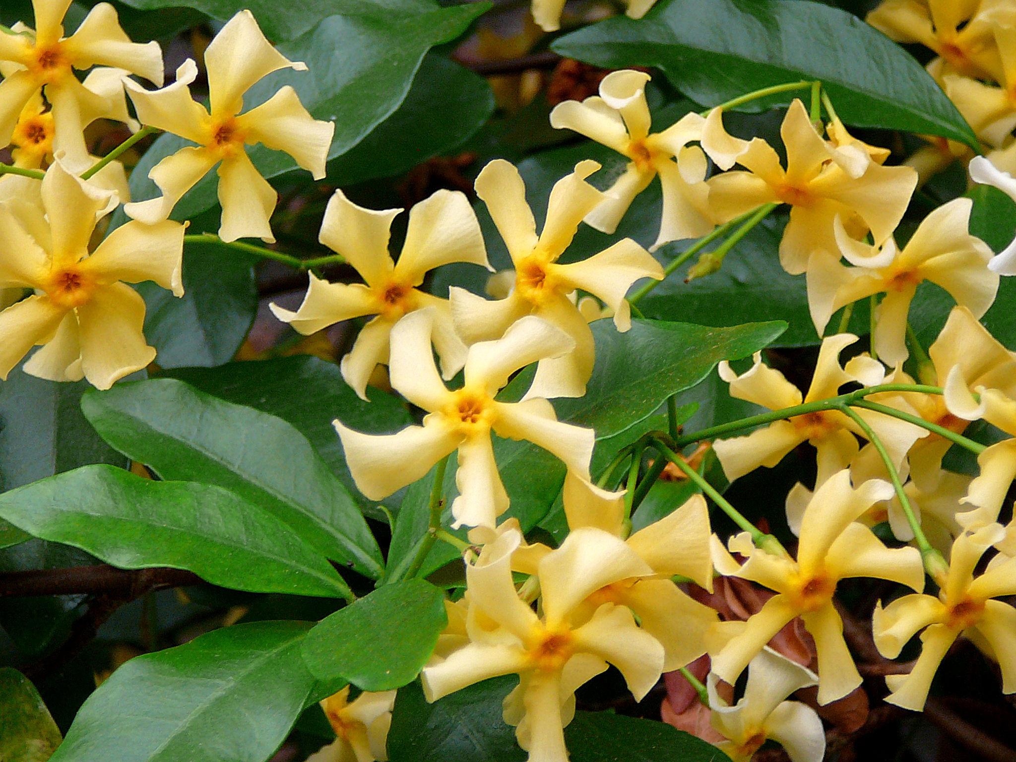 Trachelospermum jasminoides Star of Toscane ('Selbra')