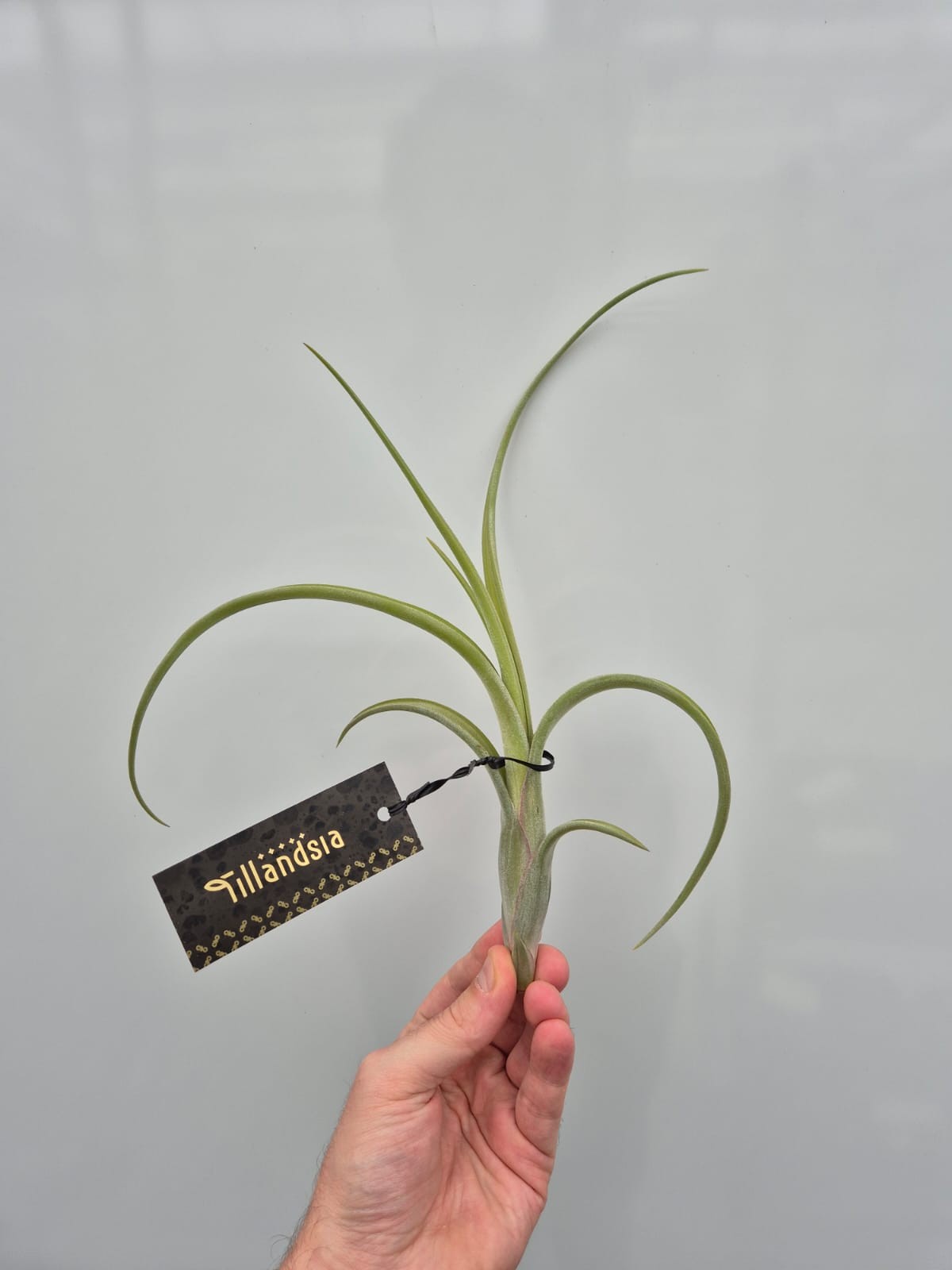 Picture of Tillandsia Intermedia L plus Label P15 20CM