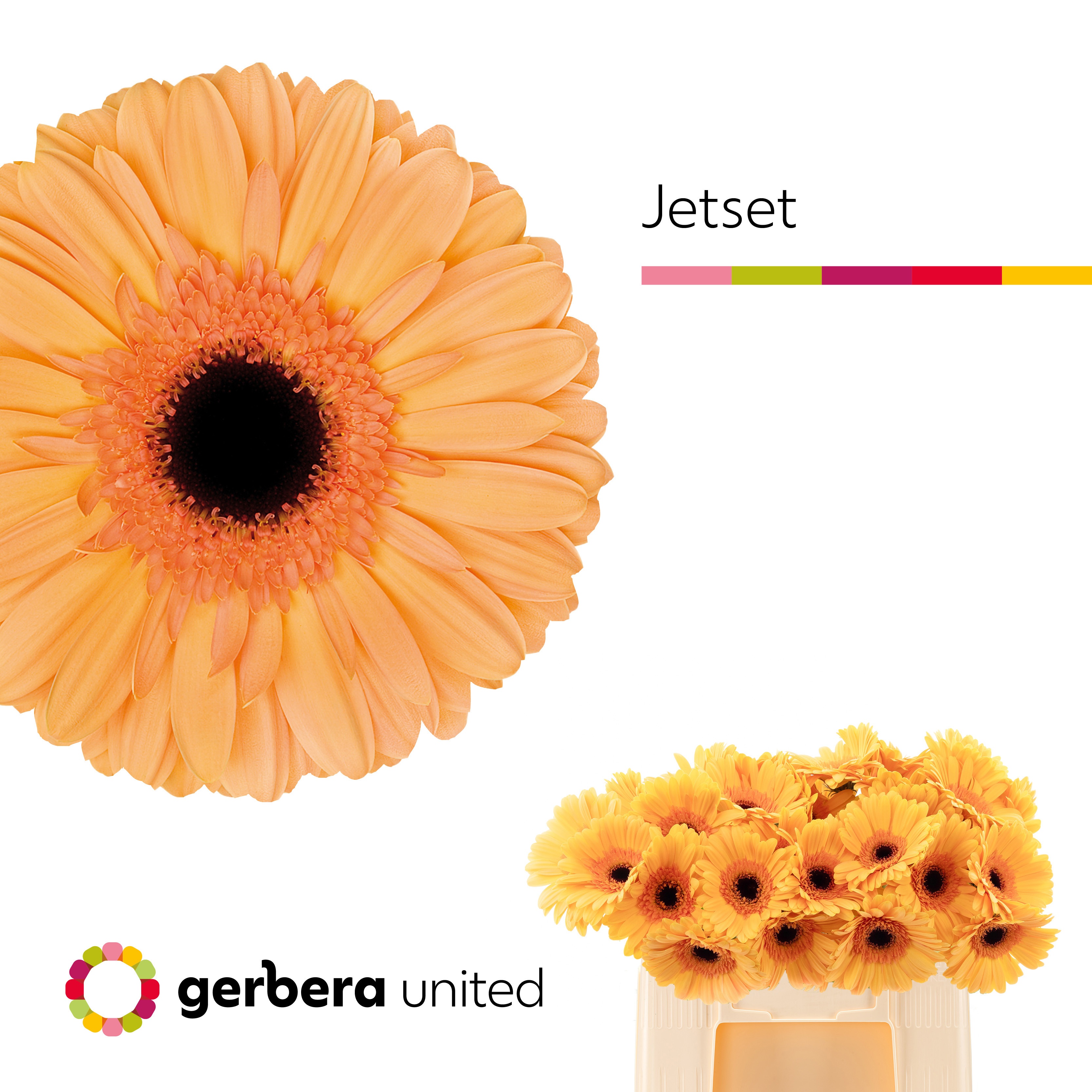 Gerbera Jetset