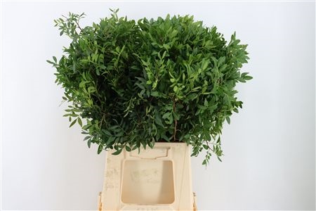 Pistacia Leaves Per Bunch 50cm