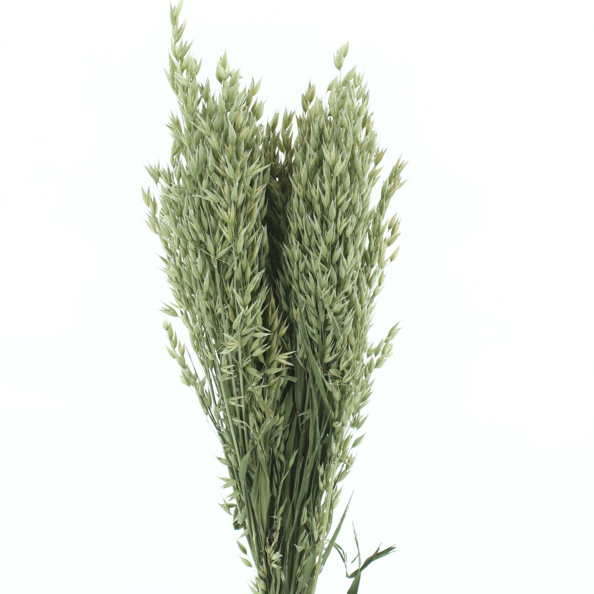Dried Miscellaneous 60cm