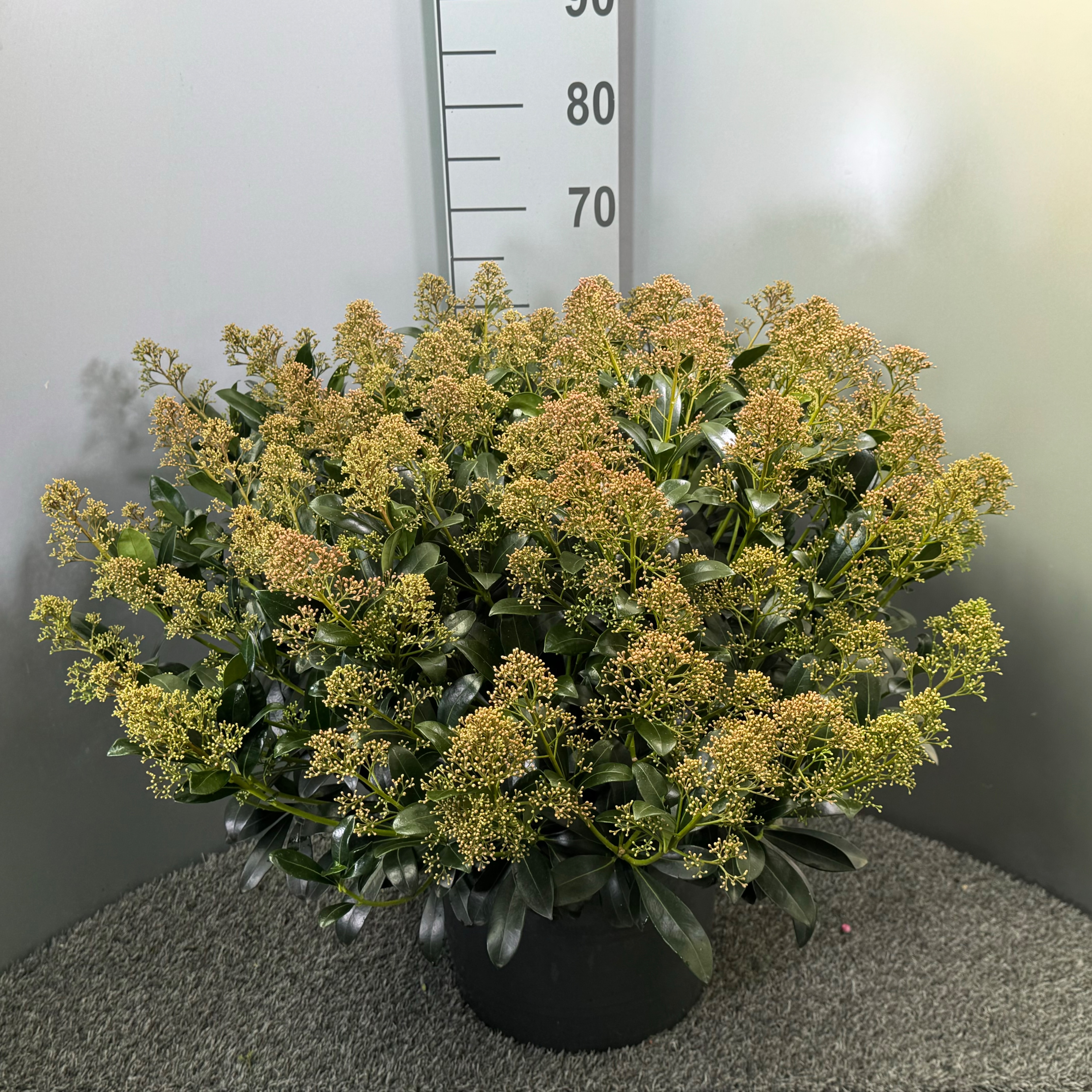 Picture of Skimmia japonica Snow White (bronze) P32 (15 Ltr)