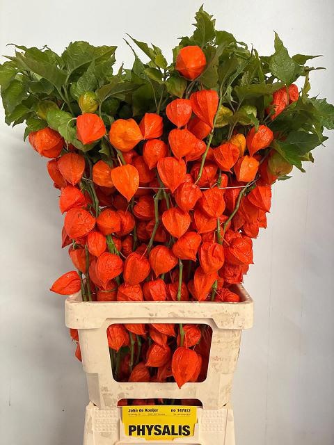 Physalis 80cm