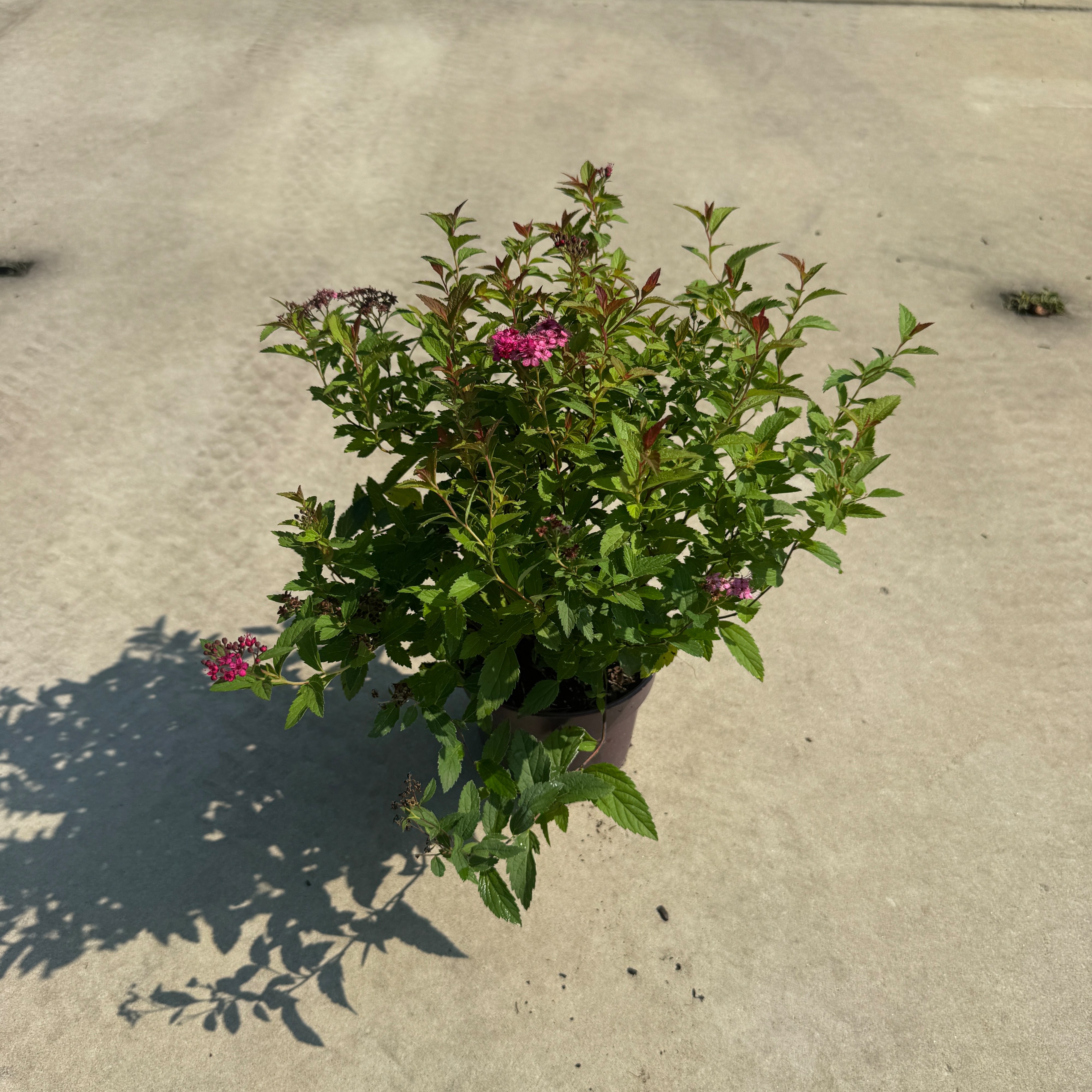 Spiraea japonica 'Dart's Red'