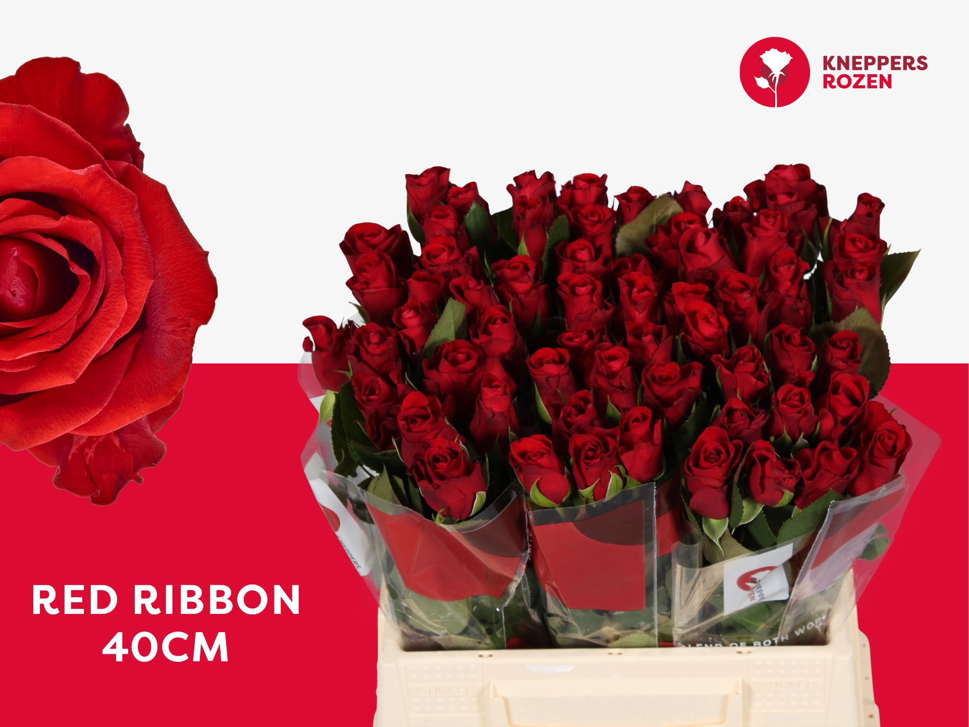 R Gr Red Ribbon