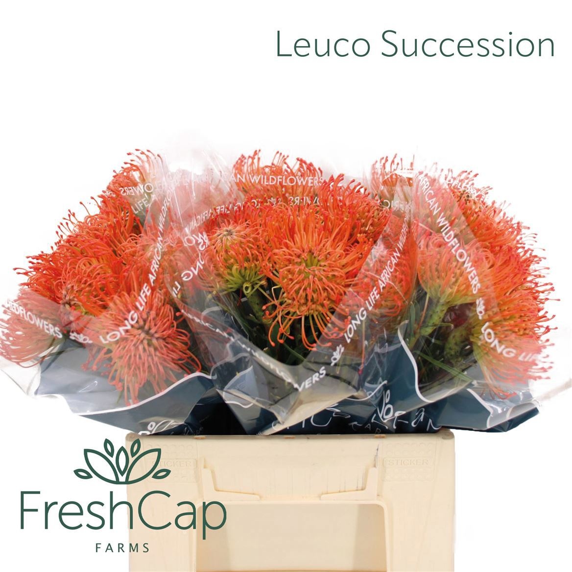 Leuco Co Succession