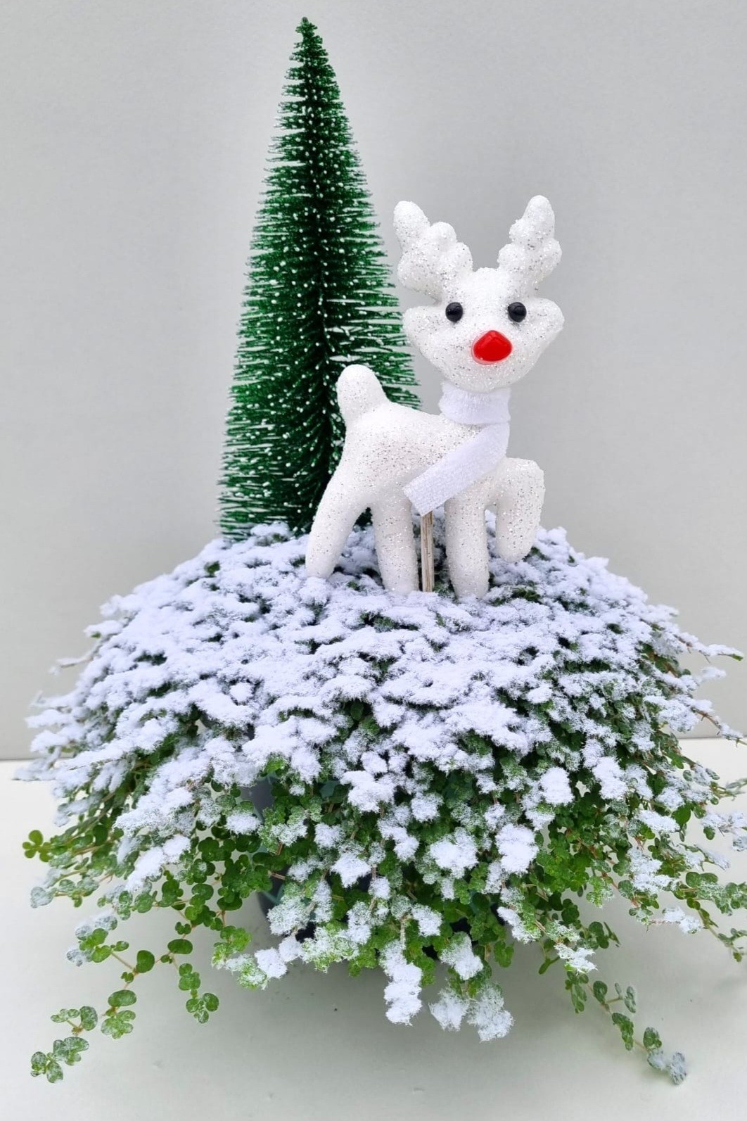 Picture of Soleirolia K81 Rendeer white tree P13 27cm