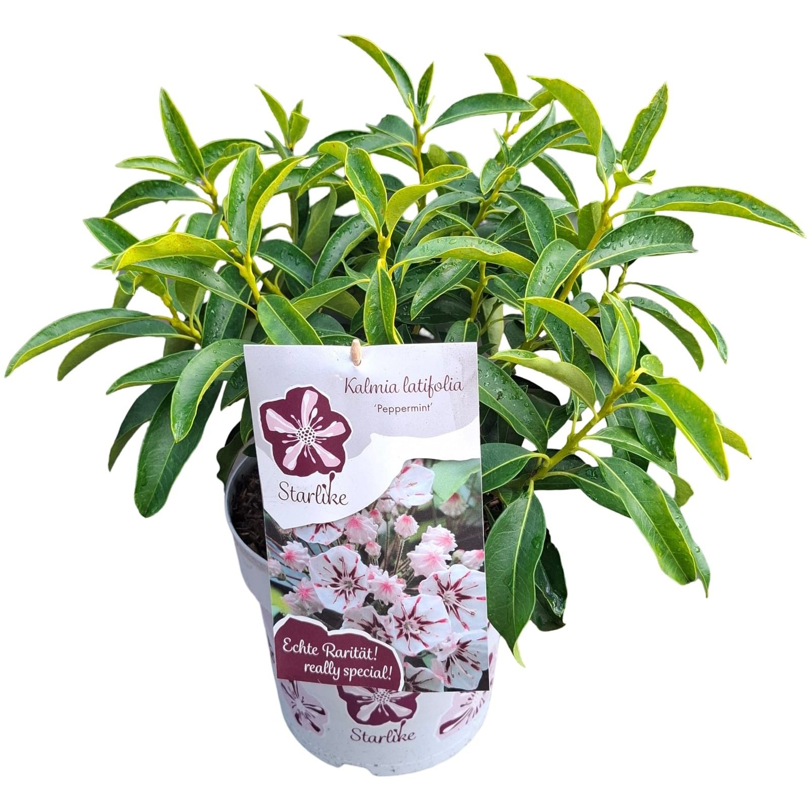 Picture of Kalmia latifolia 'Peppermint' Starlike®