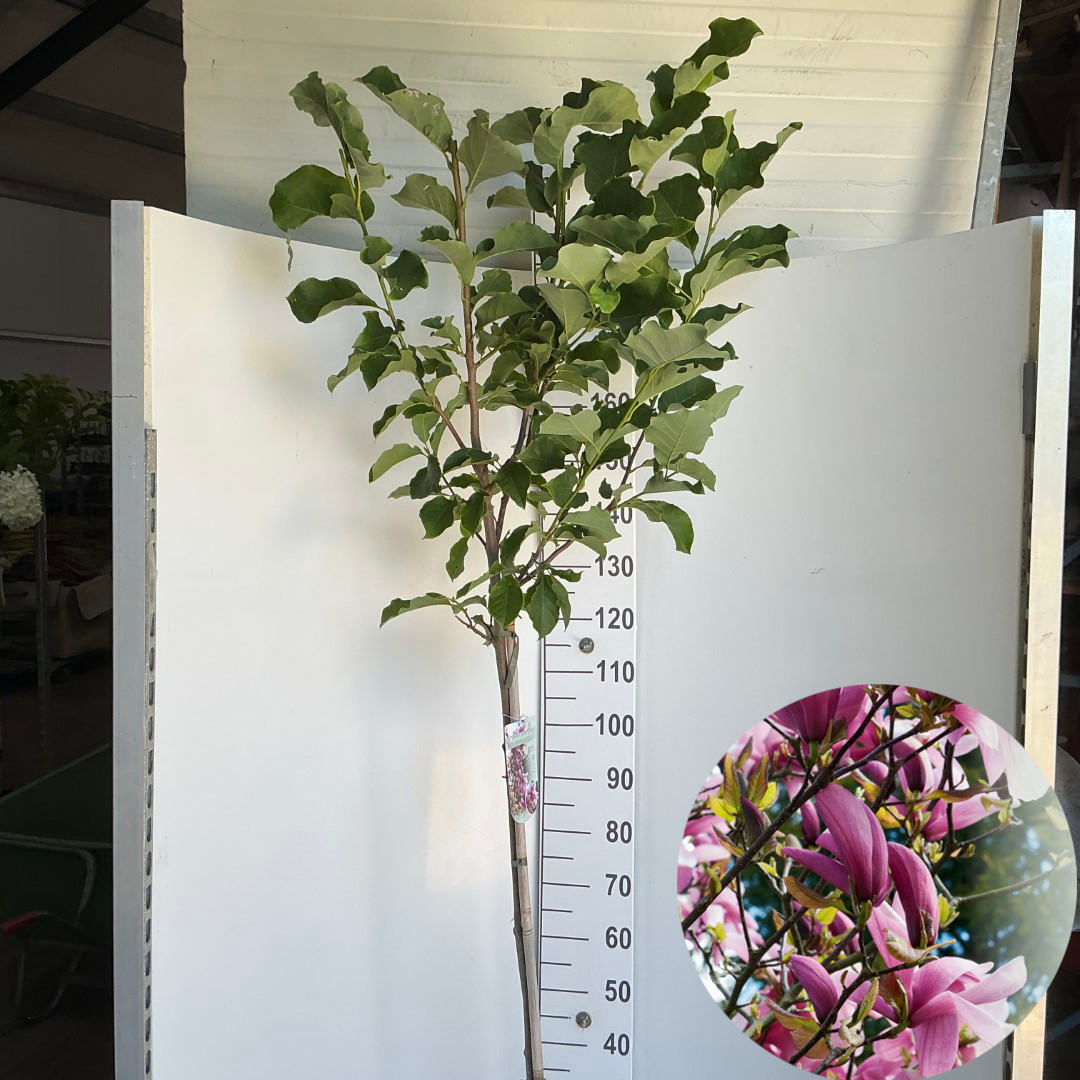 Magnolia 'Galaxy' stam