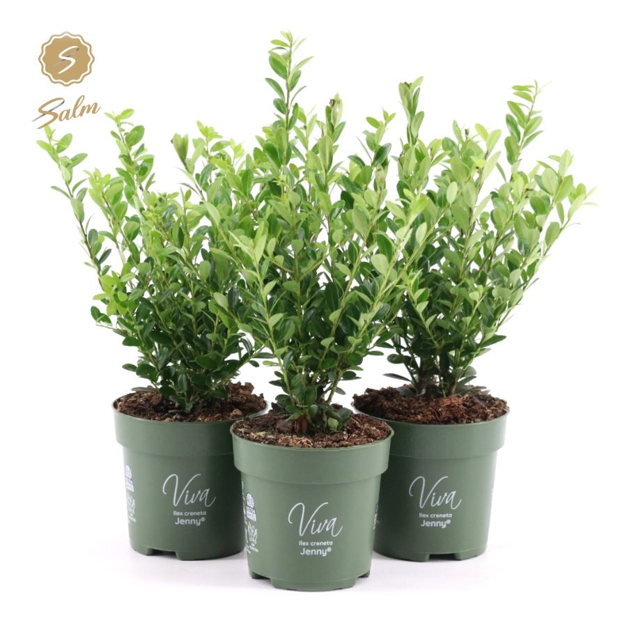 Picture of Ilex crenata Jenny® P10