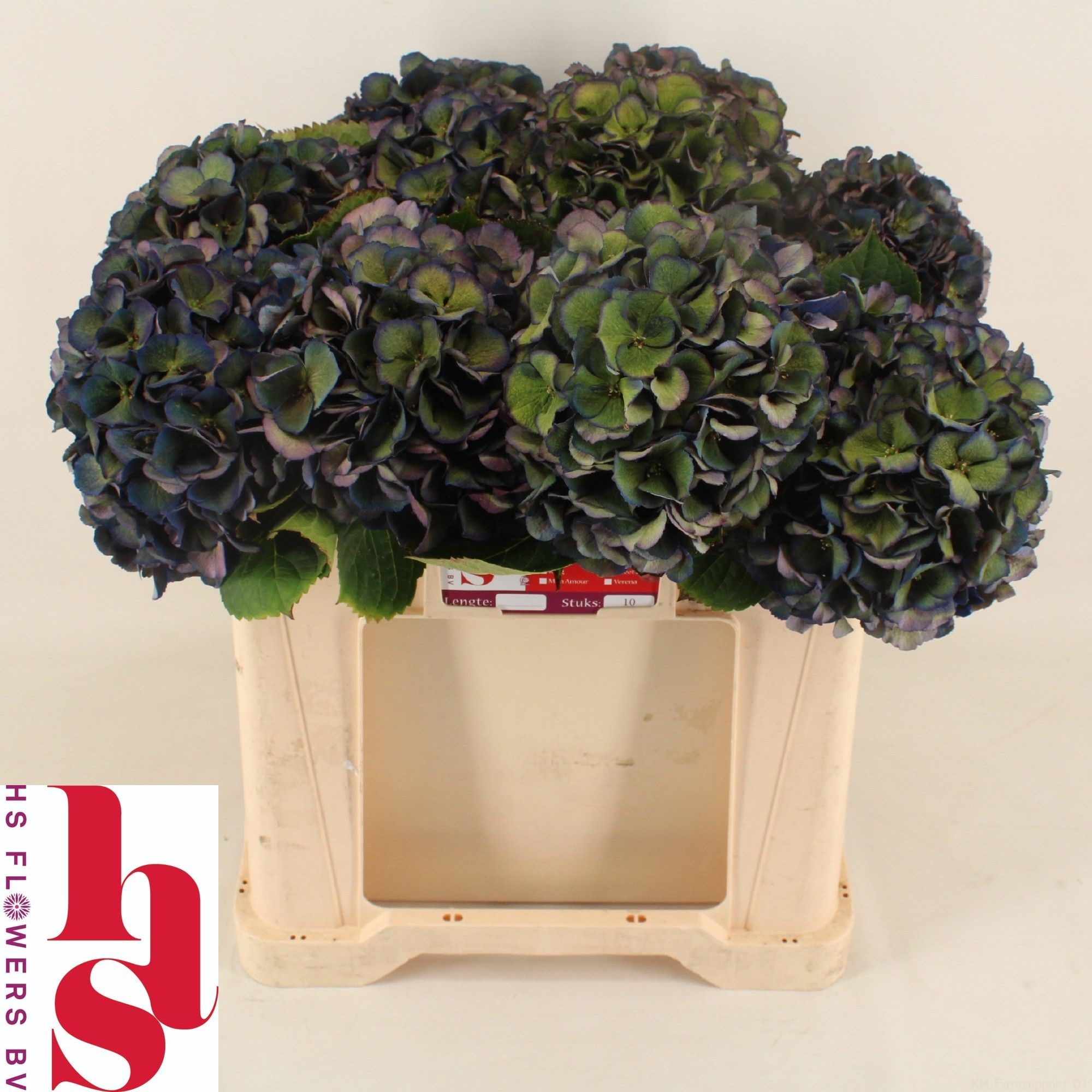 Hydrangea Royal King Classic 50cm 16Ø