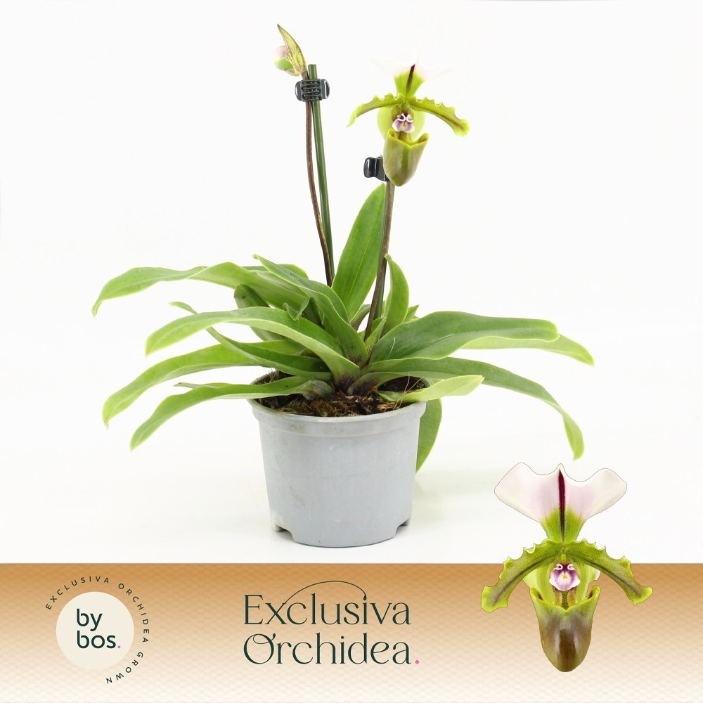 Paph Overig 9Ø 25cm