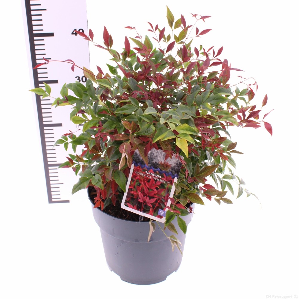 Picture of Nandina domestica 'Obsessed'