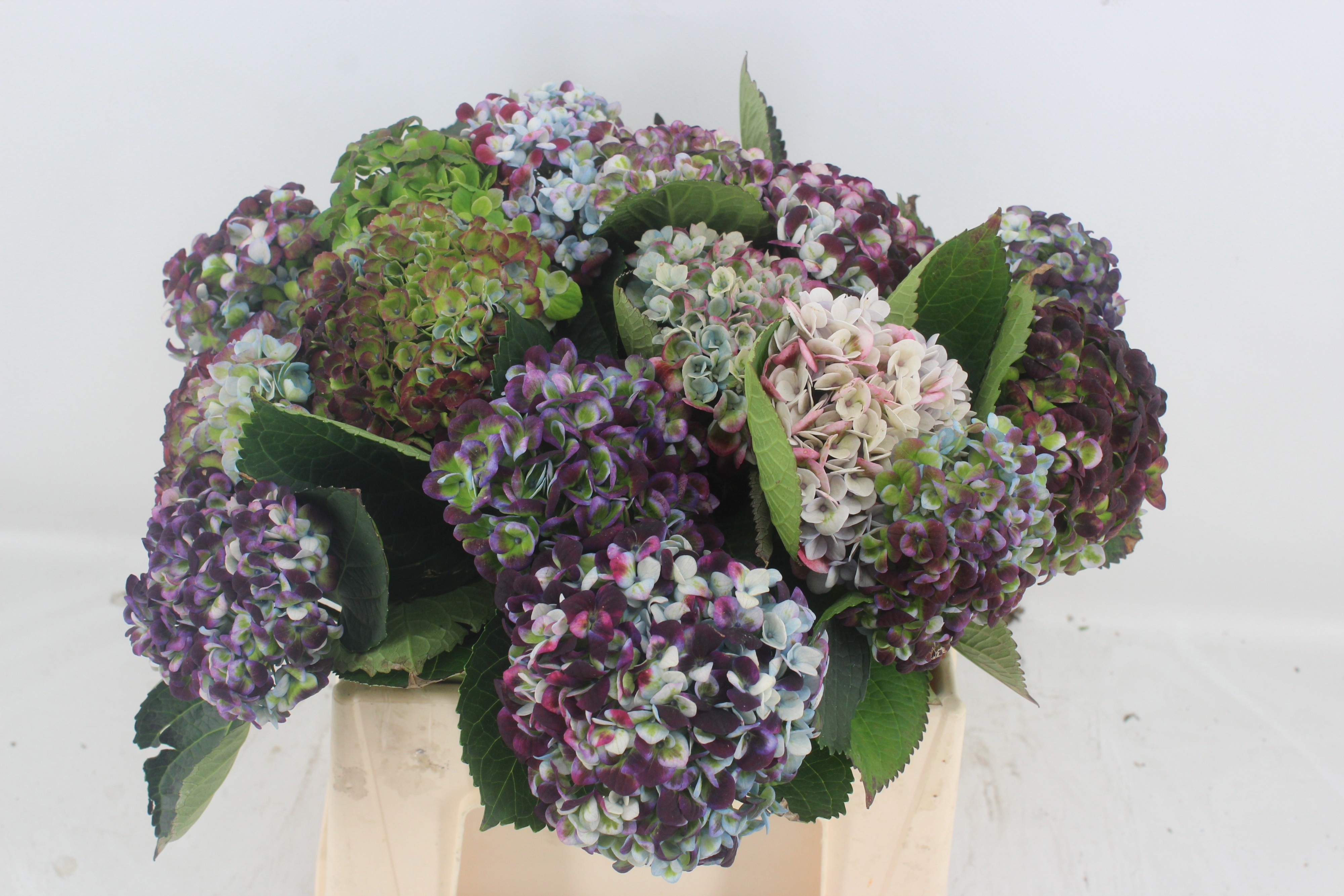 Hydrangea Revolution Classic Purple 40cm 10Ø