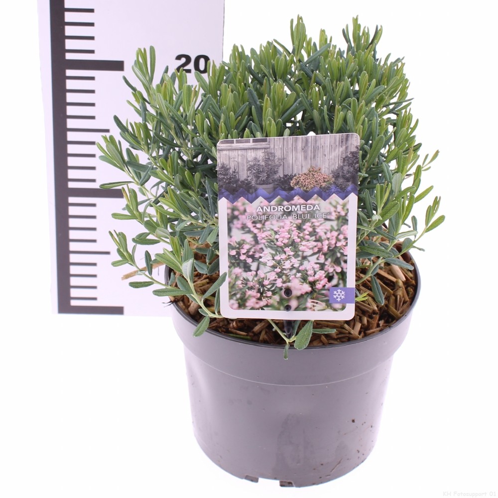 Picture of Andromeda polifolia Blue Ice P17 (2 Ltr)