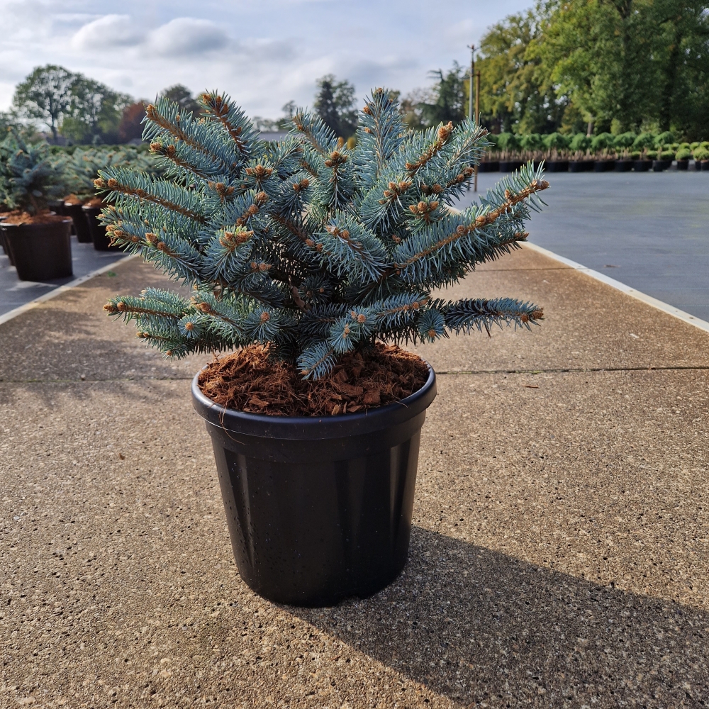 Picture of Picea pungens Glauca Globosa C8 30/35 (LOOSE)