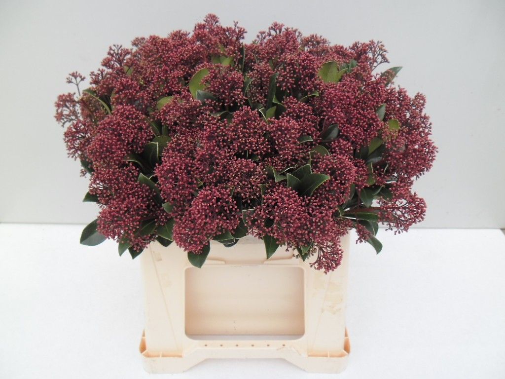 Skimmia Japonica Rubella 45cm