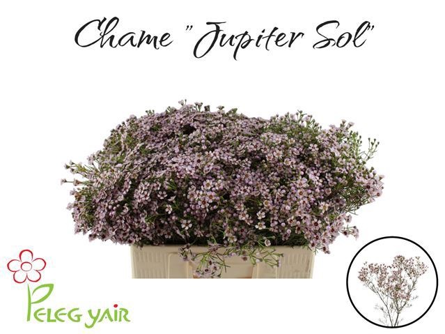 Waxflower Jupiter Sol 50cm 35gram