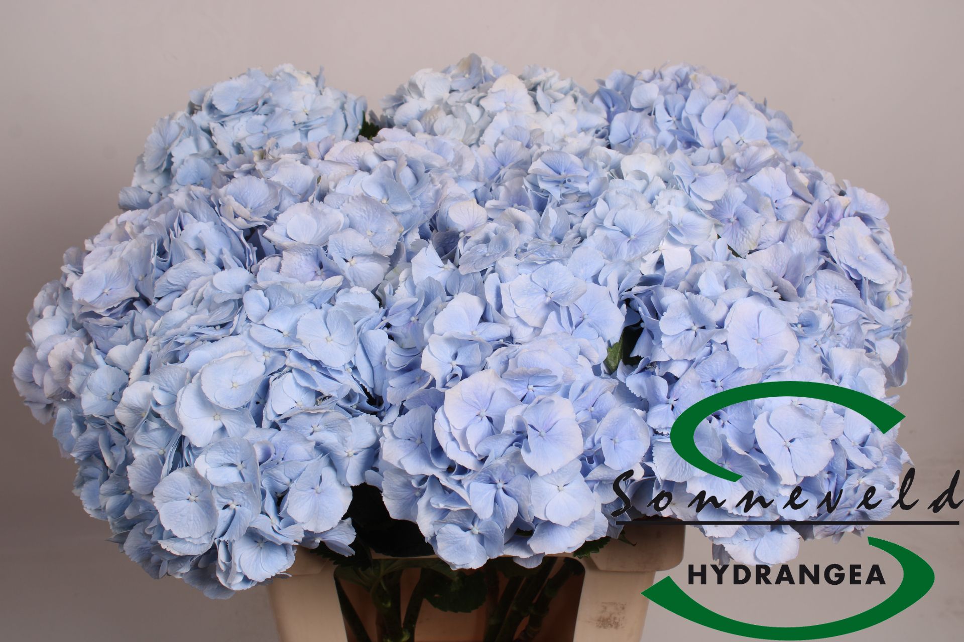 Hydr M Verena Bl