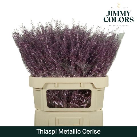 Thlaspi Gekleurd Mtlc. Cerise