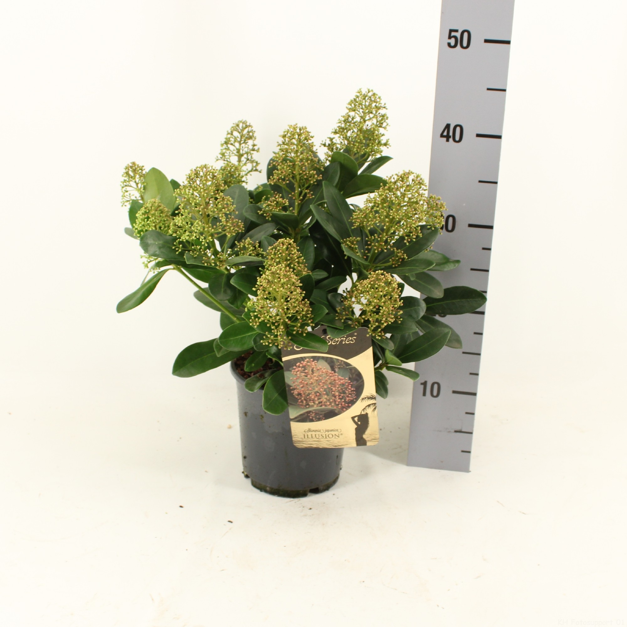 Picture of Skimmia japonica ILLUSION ® P15