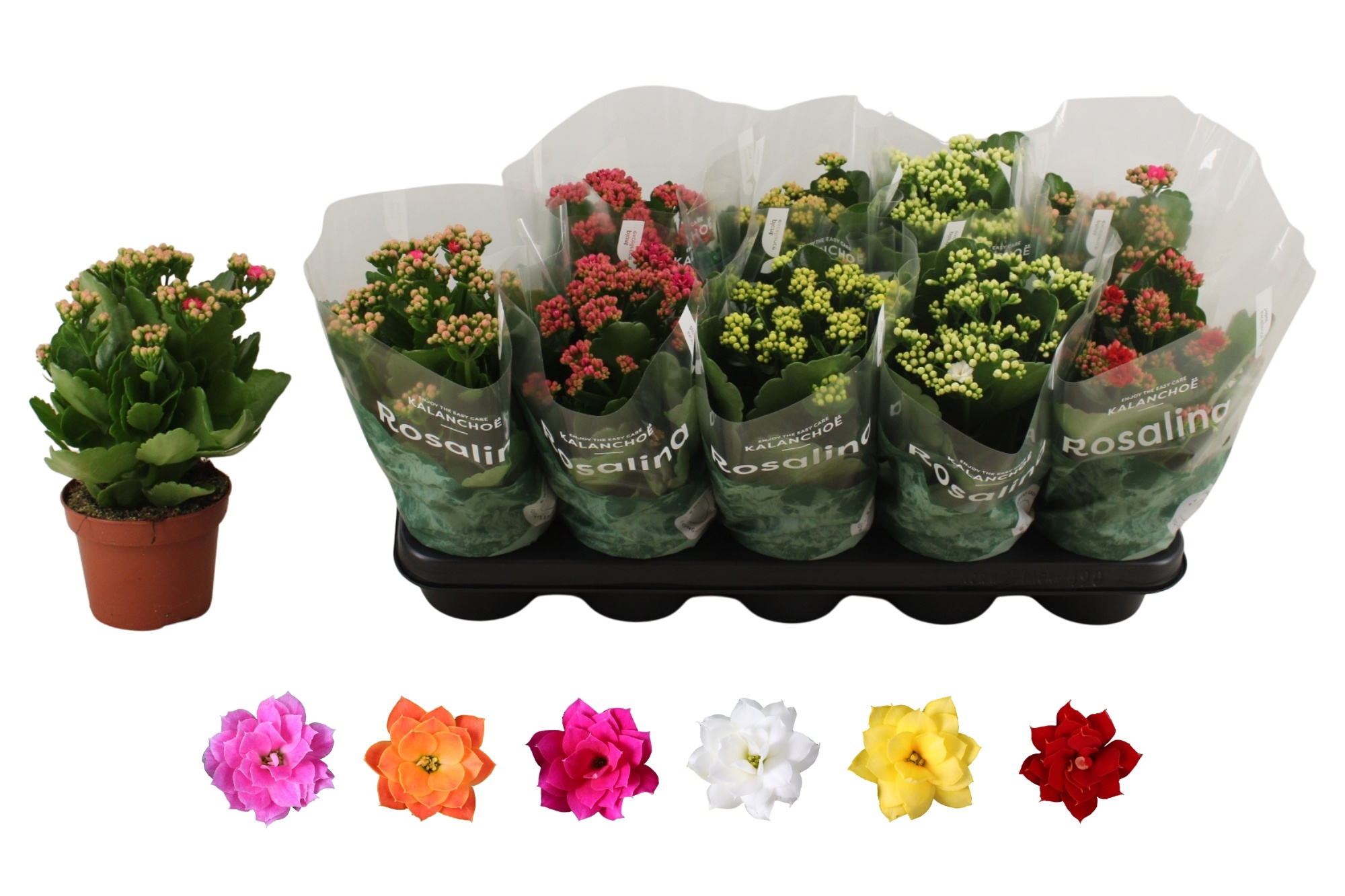 Kalan B Ge R Gem 6KL 12Ø 27cm