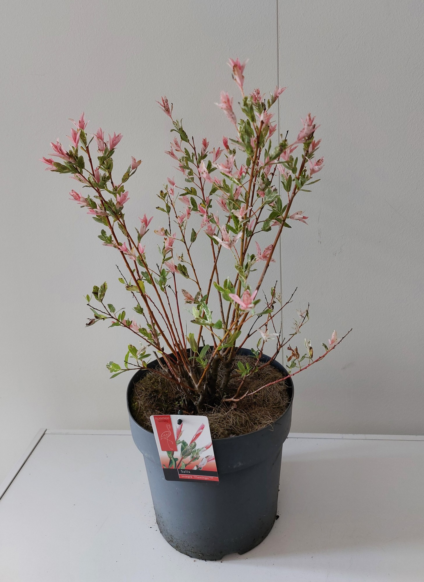 Picture of Salix Flamingo bush p21