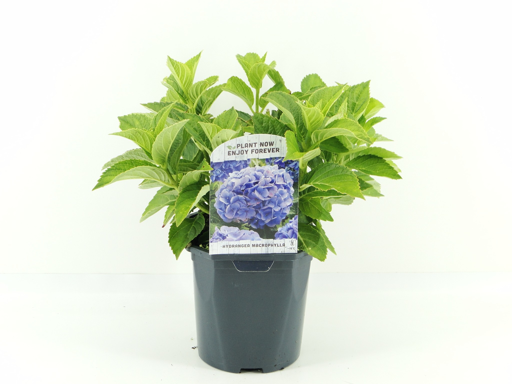 Picture of Hydrangea macr. Blue