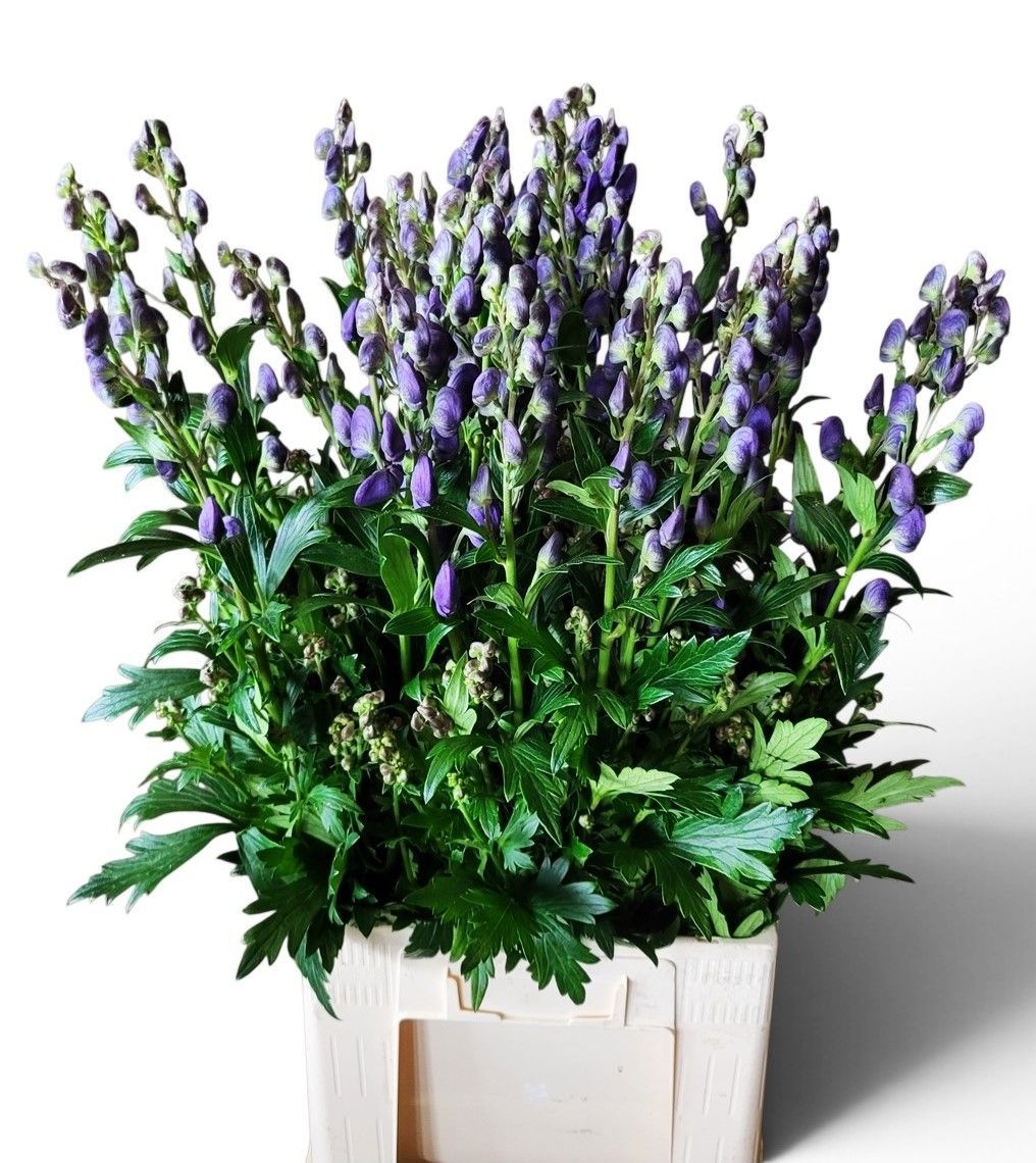 Aconitum Arensi 80cm