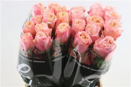 Rosa 70cm