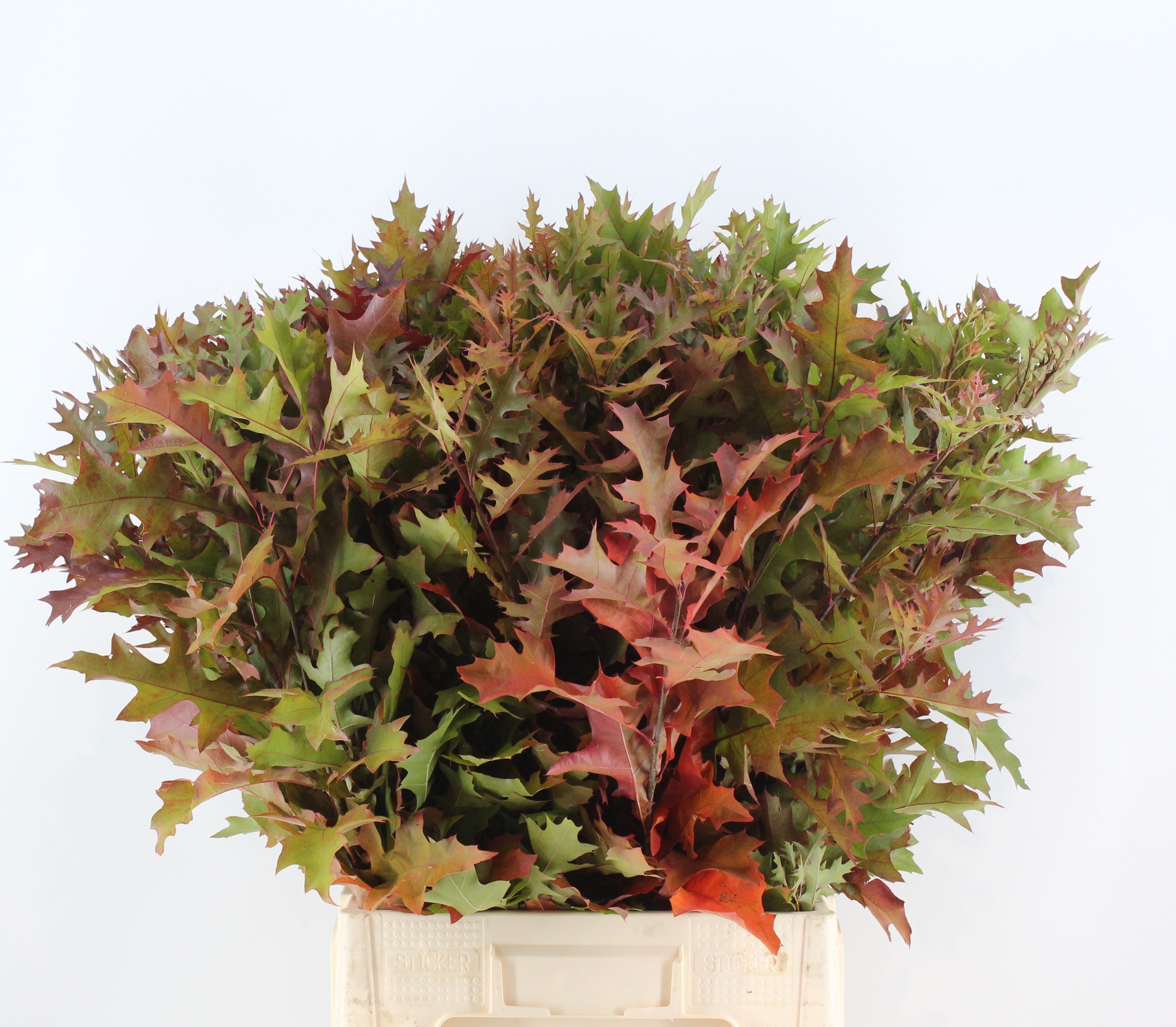 Quercus Palustris 80cm
