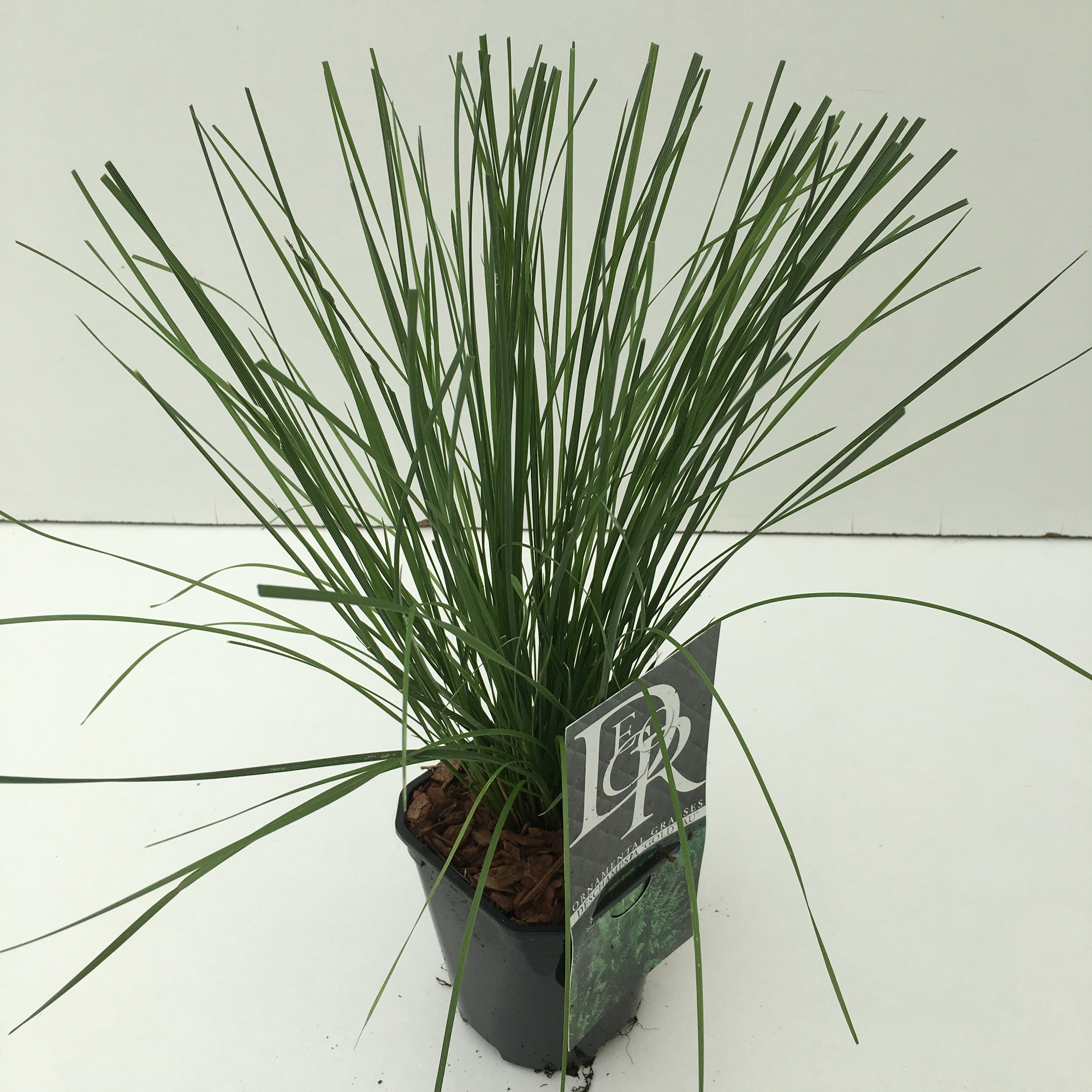 Picture of Deschampsia Goldtau P13-SQUARE