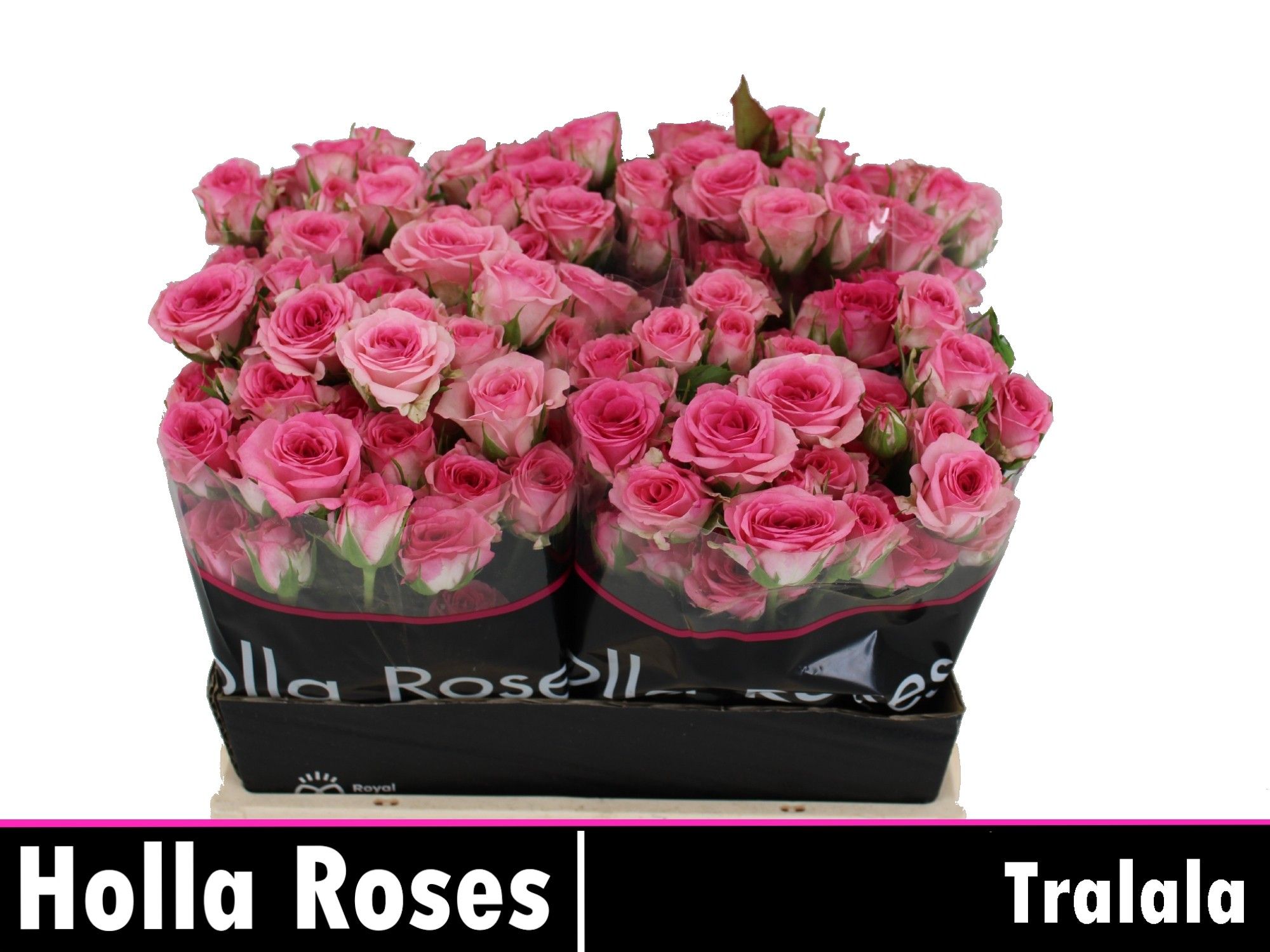 R Tr Tralala