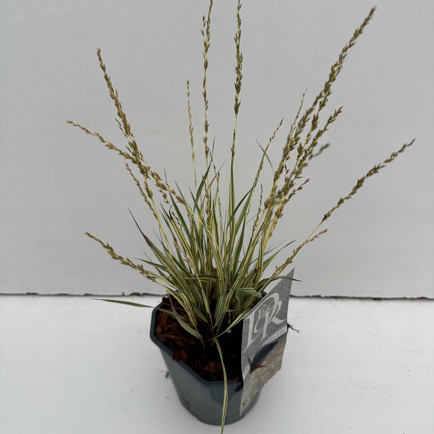 Molinia caerulea 'Variegata'