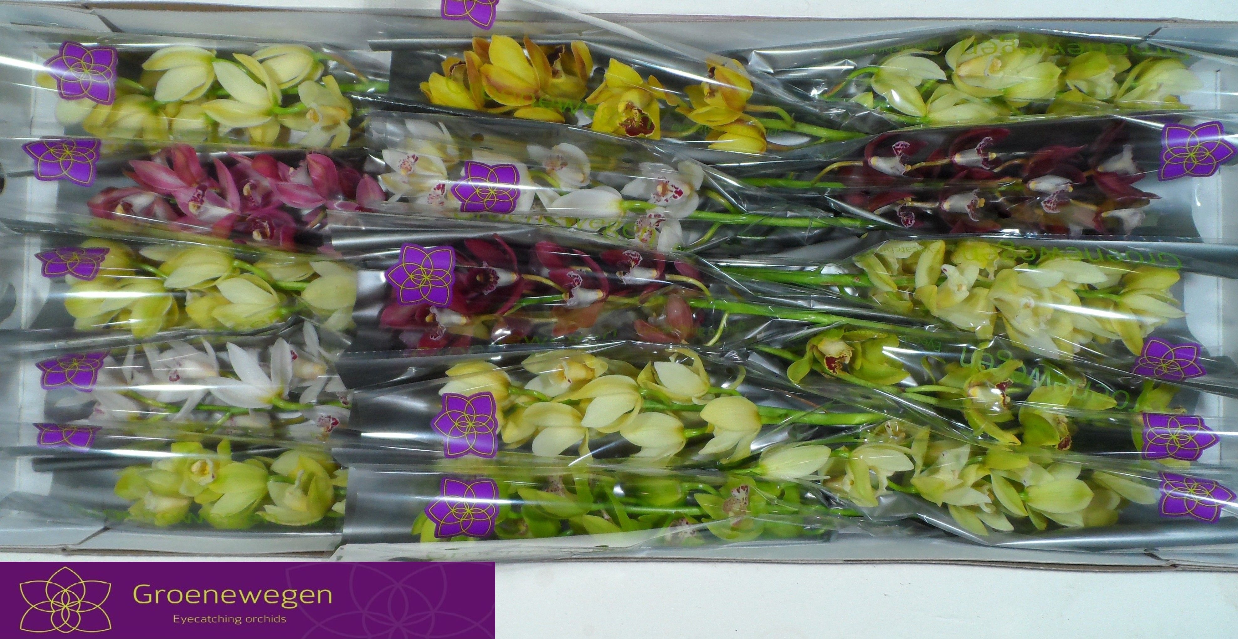 Cymbidium Asst Mini 50cm