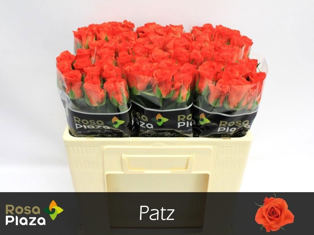 R Gr Patz