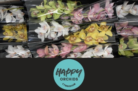 Cymbidium Asst 6bl